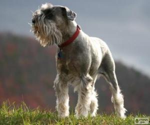 puzzel Middenslagschnauzer of schnauzer