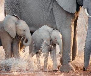 puzzel Moeder beheersing van de kleine olifant