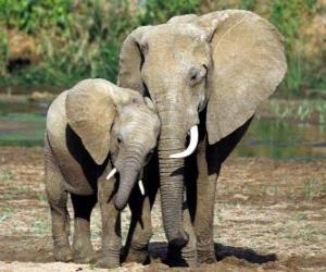 puzzel Moeder het regelen van de kleine olifant met de hulp van haar romp