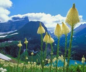 puzzel Mooi landschap met bloemen op de voorgrond