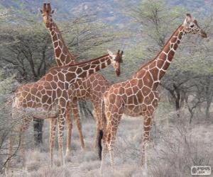 puzzel Mooie giraffen