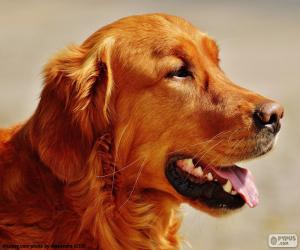 puzzel Mooie hoofd van Golden retriever