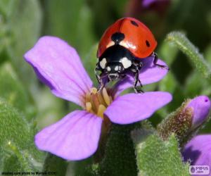 puzzel Mooie Ladybug