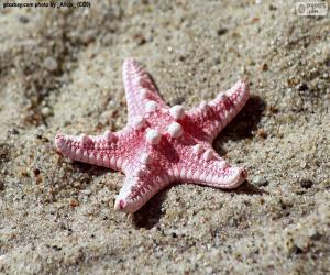 puzzel Mooie Zeesterren