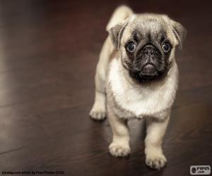 puzzel Mopshond puppy