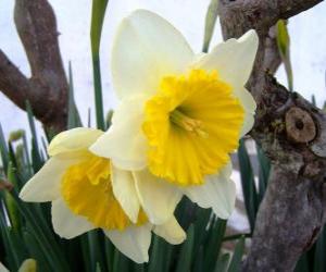 puzzel Narcis (Narcissus)