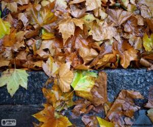 puzzel Natte bladeren