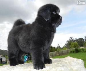 puzzel Newfoundlander puppy