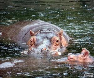 puzzel Nijlpaarden in het water