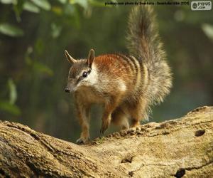 puzzel Numbat