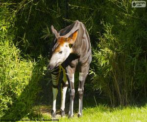 puzzel Okapi