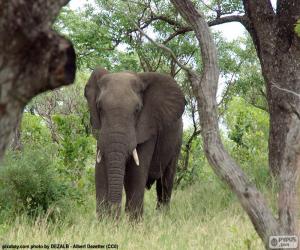 puzzel Olifant eten gras