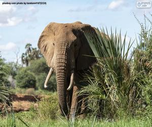 puzzel Olifant in de jungle