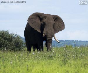 puzzel Olifant in de savanne