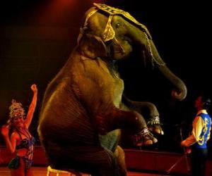 puzzel Olifant in het circus