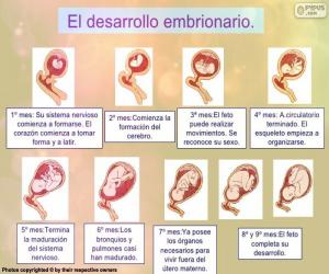 puzzel Ontwikkeling van de foetus (Spaans)