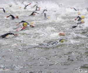 puzzel Openwaterzwemmen