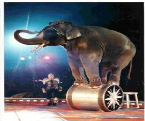 puzzel Opgeleid olifant die in een circus lopen op een cilinder