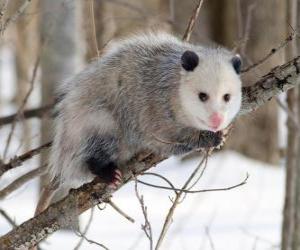 puzzel Opossum