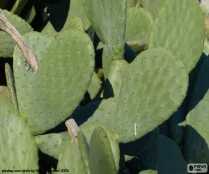 puzzel Opuntia ficus-indica