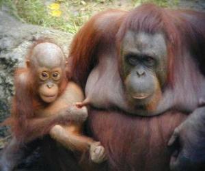 puzzel orang-oetan met haar baby