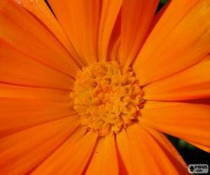 puzzel Oranje bloem