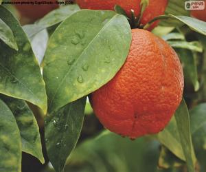 puzzel Oranje in de boom