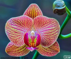 puzzel Orchidee Phalaenopsis