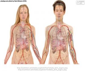 puzzel Organen van het lichaam