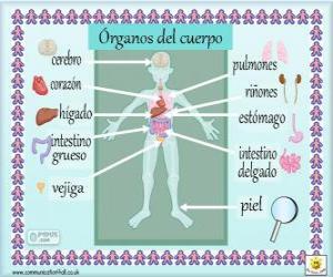 puzzel Organen van het menselijk lichaam in het Spaans
