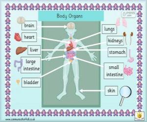 puzzel Organen van het menselijk lichaam in het Engels