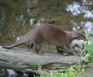 puzzel Otter