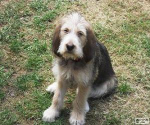 puzzel Otterhound puppy