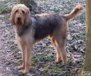 puzzel Otterhound