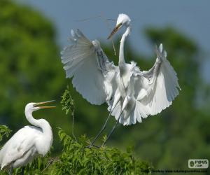 puzzel Paar grote zilverreiger