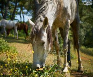 puzzel Paard begrazing