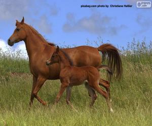 puzzel Paard en veulen in draf