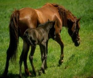 puzzel Paard en veulen