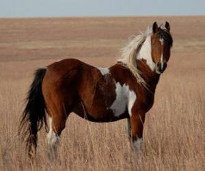 puzzel Paard met vlekken in de huid