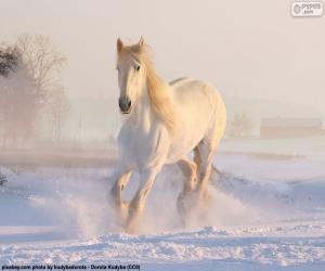 puzzel Paard wordt uitgevoerd op de sneeuw