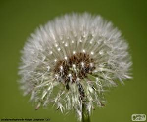 puzzel Paardebloem bloem