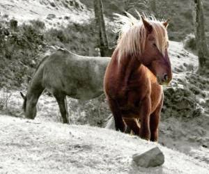 puzzel Paarden grazen in het gebied