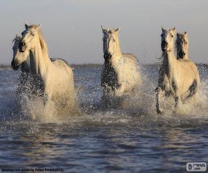 puzzel Paarden in water