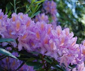 puzzel Paarse bloemen van azalea