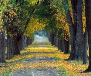 puzzel Pad tussen bomen