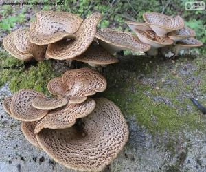 puzzel Paddestoelen op een logboek