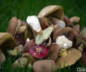 puzzel Paddestoelen van verschillende typen