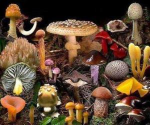 puzzel Paddestoelen