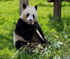 puzzel Panda eten