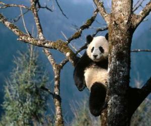 puzzel Panda op een boom